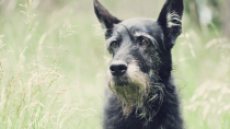 senior dog nearing end-of-life