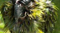 Wet parrot after bath