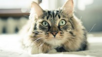 Eye Inflammation in Cats