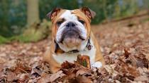 fall dog in leaves