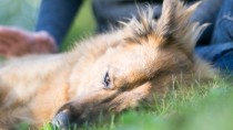 dog in the fall grass is at risk for ticks