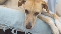 False Pregnancy (Pseudocyesis) in Dogs