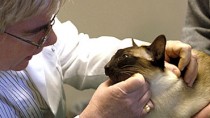 feline auto immune mediated hemolytic anemia