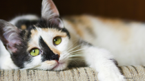 Feline Immunodeficiency Virus