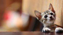 Feline Panleukopenia: Protect Your Cat from this Often Fatal Disease  