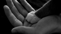 Feline Plasma Cell Pododermatitis: My Cat Has a Sore Paw