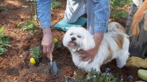 Fertilizer and Mulch Dangers for Dogs.