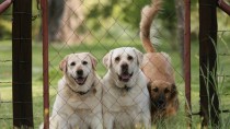 Finding the Right Dog Daycare