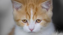 Sad cat is not eating