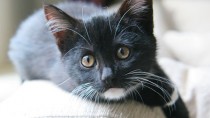 Black kitten on couch