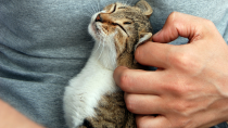 Flea and Tick Insecticide Poisoning in Cats 
