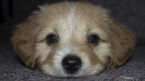 Foreign Body Surgery and the Importance of Puppy Proofing