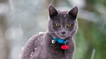 Frostbite in Cats and Dogs