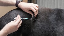 Giving Your Pet an Injection