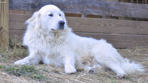 Great Pyrenees