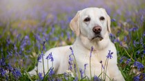 heartworm dog outside