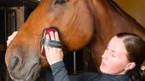 Horse Grooming 101