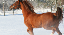 Wintering with Horses