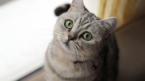 How To Tell If Your Cat's Secretly Sick