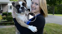 Blonde girl holding an English Bulldog