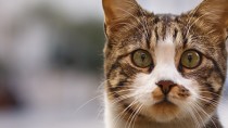 How Will My Veterinarian Check My Cat for Hyperthyroidism?
