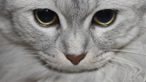 Hypercalcemia in Cats