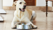 Hypercalcemia in Dogs