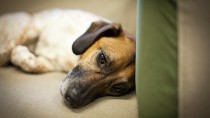 I Have a Constipated Dog, What Should I Do?