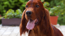 Irish Setter