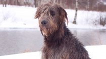 Irish Wolfhound