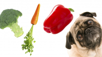 Is It Possible (Or Safe) to Make Your Pet a Vegetarian?