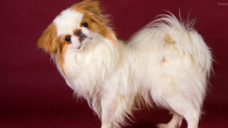 Japanese Chin