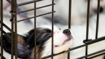 Kennel Cough: Signs and Symptoms