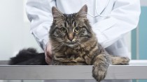 Cat getting an exam at the vet 