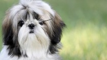 Kidney Stones in Dogs