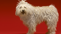 The Komondor