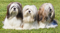 Lhasa Apso