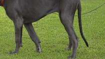 Limber Tail Syndrome: Why is My Dog's Tail Limp?