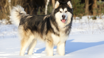 Malamute