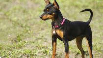 Miniature Pinscher