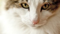 Mitral Insufficiency: A Leading Cause of Heart Failure in Cats