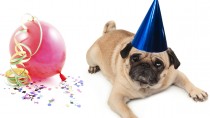 New Year's Don'ts For Your Pet