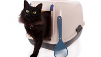 cat peeing in litter box