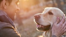 golden retrievers can get hemangiosarcoma