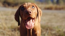 Oral Papilloma Virus in Dogs