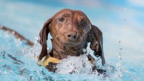 Our Top 10 Summer Safety Tips for Dogs