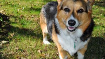 Pembroke Welsh corgi