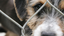 Pet Stores, Puppy Mills and Responsible Dog Adoption