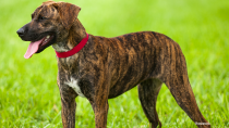 The Plott Hound