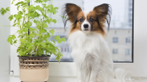 Poisonous Plants and Dogs